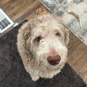 Meet your Posher, Alexandra